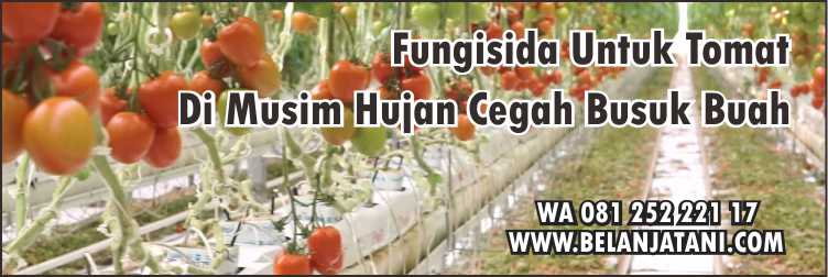 Menyediakan Fungisida Tomat Musim Hujan Harga Murah Kualitas Terbaik Belanja Tani Fungisida Untuk Tomat Di Musim Hujan ,Pertanian,Tanaman Tomat,Fungisida,Antraknosa