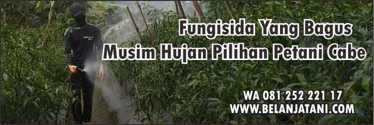 Fungisida Yang Bagus Saat Musim Hujan,Tanaman Cabe,Musim Hujan,Pertanian,Fungisida
