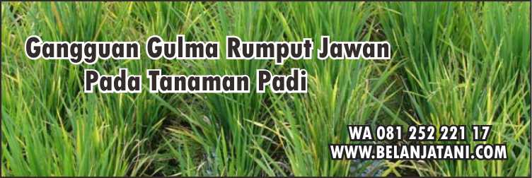Herbisida Untuk Membasmi Rumput Jawan Pada Padi,Tanaman Padi,Herbisida,Pertanian,Gulma