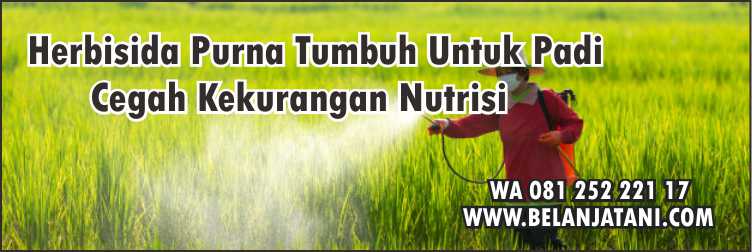 Herbisida, Herbisida Purna Tumbuh Untuk Padi,Pertanian,Tanaman Padi,Petani
