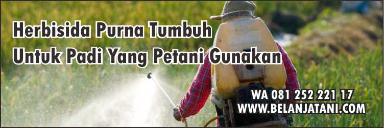 Herbisida, Herbisida Purna Tumbuh Untuk Padi,Pertanian,Tanaman Padi,Petani