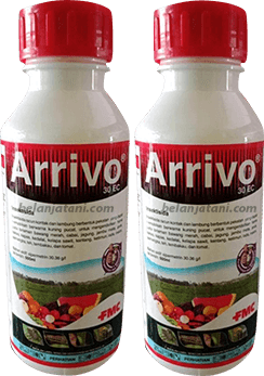 Pestisida,Thrips,Lalat Buah,Tanaman Pertanian,Sayuran