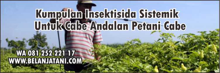 Insektisida,Pertanian,Hama,Cabe,Budidaya Cabe