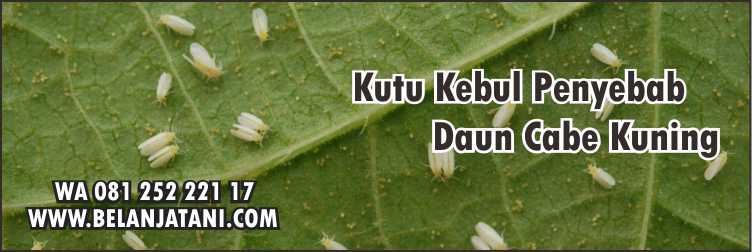Obat Daun Cabe Keriting Kuning Dan Rontok,Tanaman Cabe,Insektisida,Kutu Kebul,Pertanian,