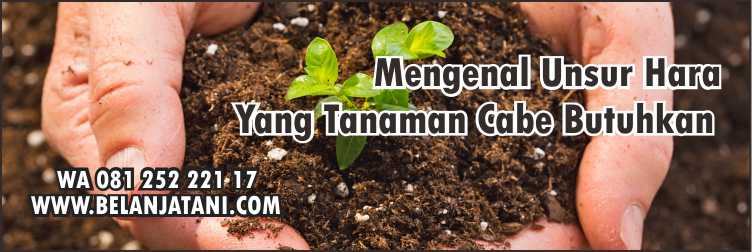 Pupuk,Pertanian,Cabe,Daun Cabe,Unsur Hara