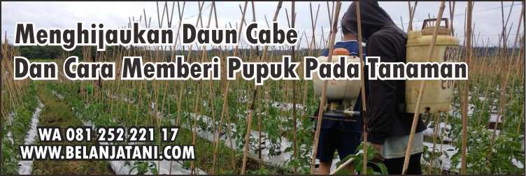 Pupuk,Pertanian,Cabe,Daun Cabe,Unsur Hara