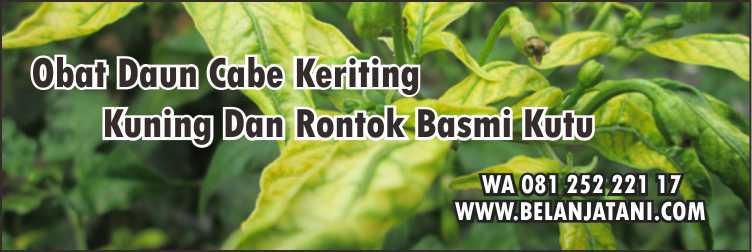 Obat Daun Cabe Keriting Kuning Dan Rontok,Tanaman Cabe,Insektisida,Kutu Kebul,Pertanian