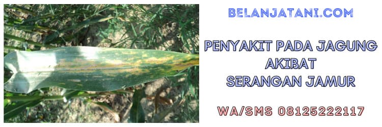 penyakit, tanaman, jagung, cendawan, jamur, patogen