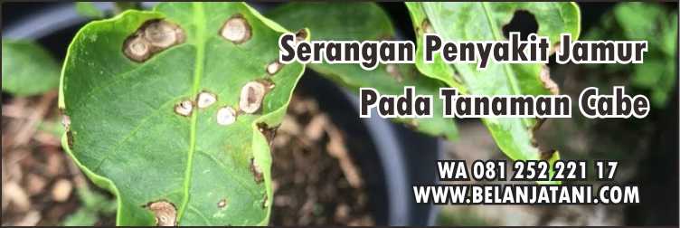 Fungisida Yang Bagus Saat Musim Hujan,Tanaman Cabe,Musim Hujan,Pertanian,Fungisida