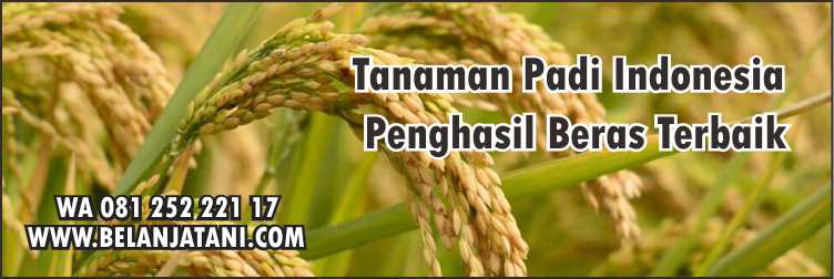  Herbisida, Herbisida Purna Tumbuh Untuk Padi,Pertanian,Tanaman Padi,Petani