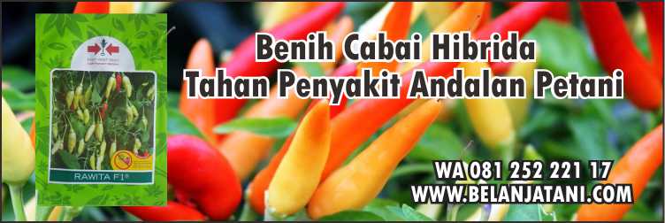 Bibit Cabe,Pertanian,Hibrida,Petani,Berkebun