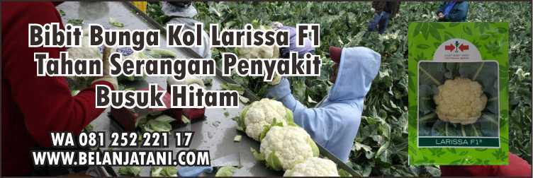  Bunga Kol,Benih Hibrida,Pertanian,Sayuran,Petani