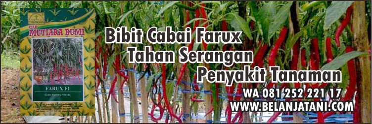 Penyakit Patek,Cabai Keriting,Bibit Cabai Farux,Pertanian,Layu Fusarium