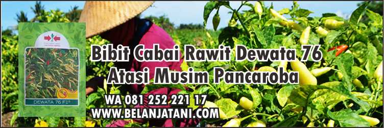 Bibit Cabai Dewata 76,Hama,Pestisida,Tahan Virus,Virus Kuning