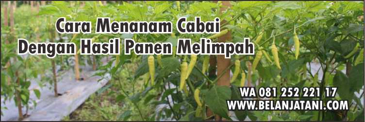 Bibit Cabe,Pertanian,Hibrida,Petani,Berkebun