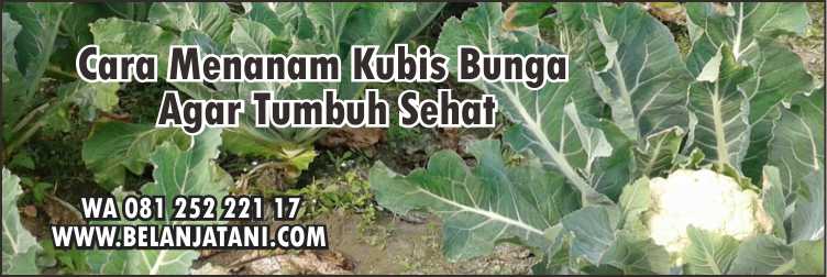 Bunga Kol,Benih Hibrida,Pertanian,Sayuran,Petani