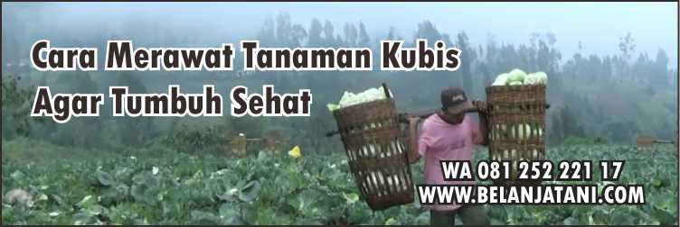 Sayur Kubis, Insektisida Ampuh Untuk Tanaman Kubis,Pertanian,Petani,Hama