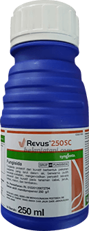 Pestisida,Tanaman Cabe,Penyakit Tanaman,Petani,Antraknosa