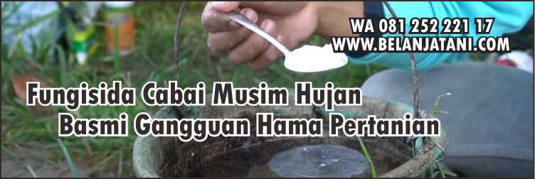 Fungisida,Tanaman Cabai,Pertanian,Panen,Hujan