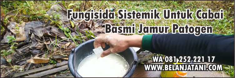 Fungisida Sistemik Untuk Cabai,Tanaman Cabai,Fungisida,Pertanian,Jamur
