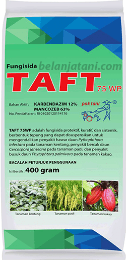 Pestisida,Tanaman Cabe,Penyakit Tanaman,Petani,Antraknosa