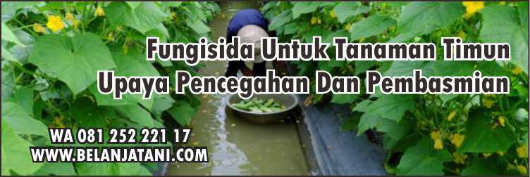 Fungisida, Fungisida Untuk Tanaman Timun,Pertanian,Timun,Sayuran