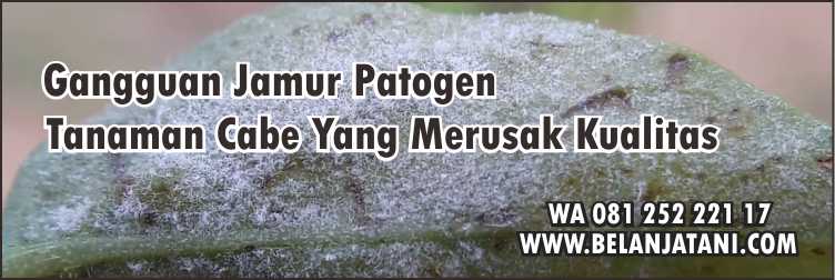Kegunaan Fungisida Topsin,Jamur,Cabe,Pertanian,Budidaya Cabe