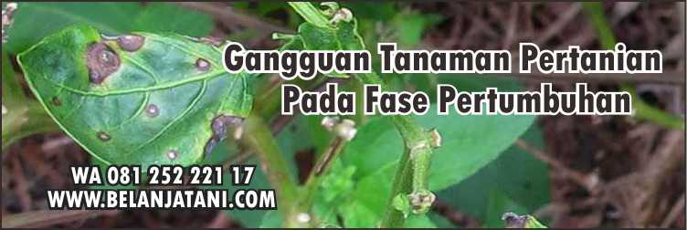 Fungisida,Pertanian,Bahan Aktif Fungisida Yang Tidak Boleh Dicampur,Hasil Panen,Penyemprotan