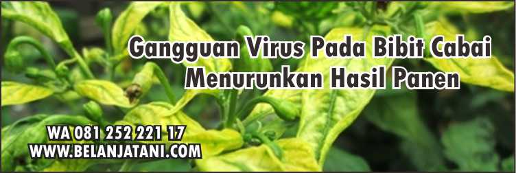 Bibit Cabai Dewata 76,Hama,Pestisida,Tahan Virus,Virus Kuning