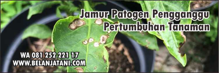 Fungisida Sistemik Untuk Cabai,Tanaman Cabai,Fungisida,Pertanian,Jamur