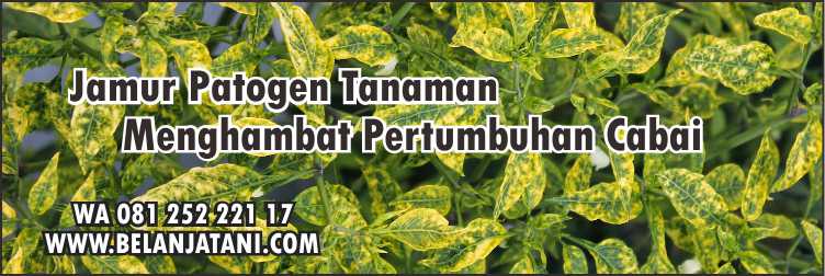 Menyediakan Benih Cabai Farux Hibrida Harga Murah Kualitas Terbaik | Belanja Tani Penyakit Patek,Cabai Keriting,Bibit Cabai Farux,Pertanian,Layu Fusarium