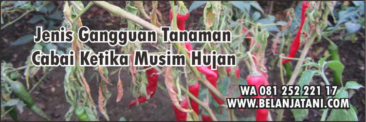 Fungisida,Tanaman Cabai,Pertanian,Panen,Hujan