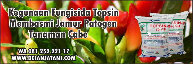 Kegunaan Fungisida Topsin,Jamur,Cabe,Pertanian,Budidaya Cabe