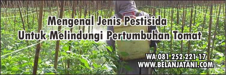Pestisida yg Cocok Untuk Tanaman Tomat,Pertanian,Pestisida, Petani,Tomat