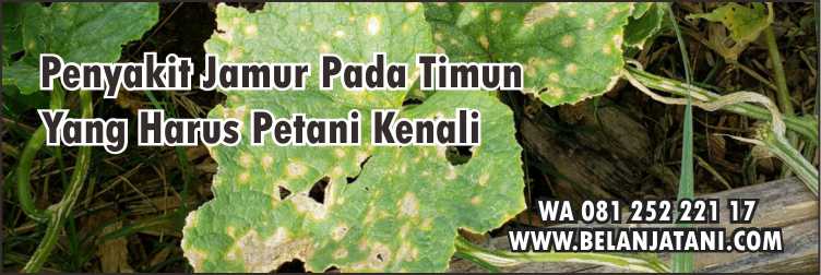 Fungisida, Fungisida Untuk Tanaman Timun,Pertanian,Timun,Sayuran