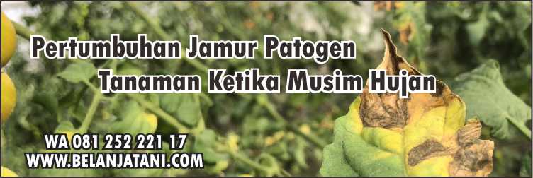 Tomat Servo Di Musim Hujan,Sayuran,Pertanian,Tanaman Tomat,Benih Hirbida