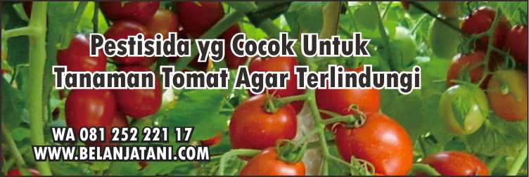 Pestisida yg Cocok Untuk Tanaman Tomat,Pertanian,Pestisida, Petani,Tomat