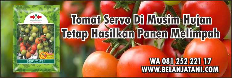 Tomat Servo Di Musim Hujan,Sayuran,Pertanian,Tanaman Tomat,Benih Hirbida