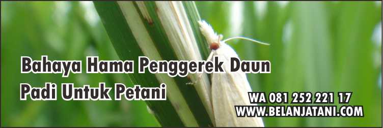 Petani, Insektisida Yang Ampuh Untuk Penggerek Batang Padi, Pertanian, Tanaman Padi, Hama