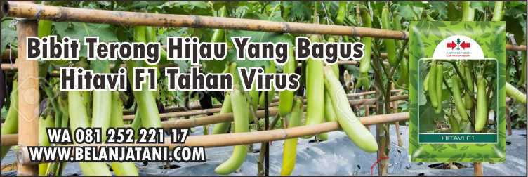 Bibit Terong Hijau Yang Bagus Hitavi F1,Terong Hijau,Pertanian,Hama,Pestisida