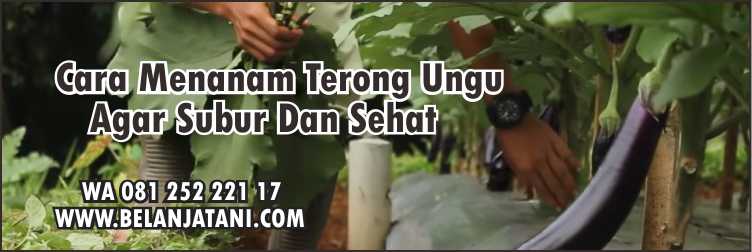 Bibit Terong Ungu Yuvita F1,Pertanian,Hama,Petani,Bibit Tanaman