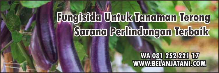 Fungisida Untuk Tanaman Terong, Pertanian,Fungisida,Jamur,Penyakit Tanaman
