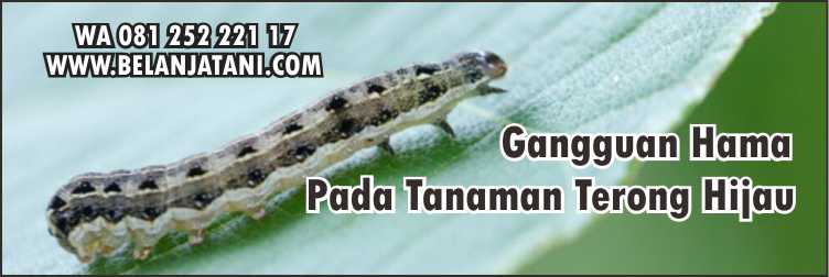 Bibit Terong Hijau Yang Bagus Hitavi F1,Terong Hijau,Pertanian,Hama,Pestisida