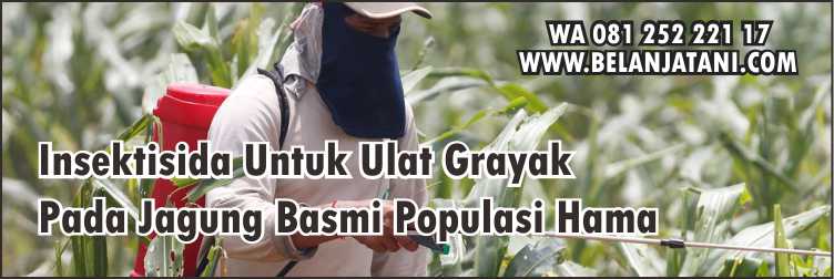Tanaman Jagung, Insektisida, Ulat Grayak, Tanaman Pertanian, Tanaman Hortikultura