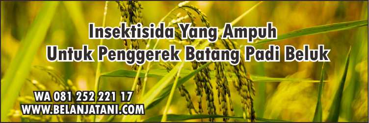 Petani, Insektisida Yang Ampuh Untuk Penggerek Batang Padi, Pertanian, Tanaman Padi, Hama