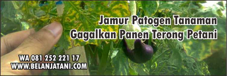Fungisida Untuk Tanaman Terong, Pertanian,Fungisida,Jamur,Penyakit Tanaman