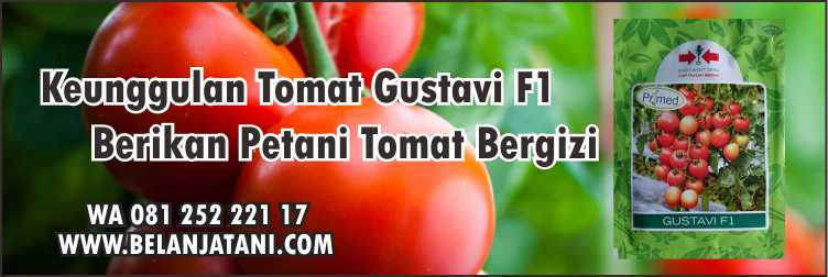 Keunggulan Tomat Gustavi F1, Benih Tanaman, Tomat,Pertanian, Sayuran