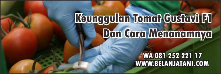 Keunggulan Tomat Gustavi F1, Benih Tanaman, Tomat,Pertanian, Sayuran