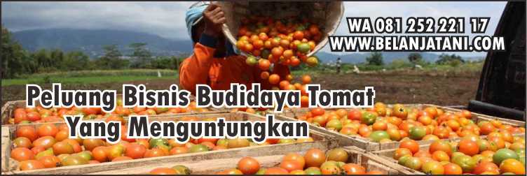 Keunggulan Tomat Gustavi F1, Benih Tanaman, Tomat,Pertanian, Sayuran