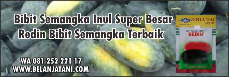 Benih Semangka Inul, Semangka Inul,Buah,Benih Hibrida, Bibit Semangka Inul Super Besar Redin